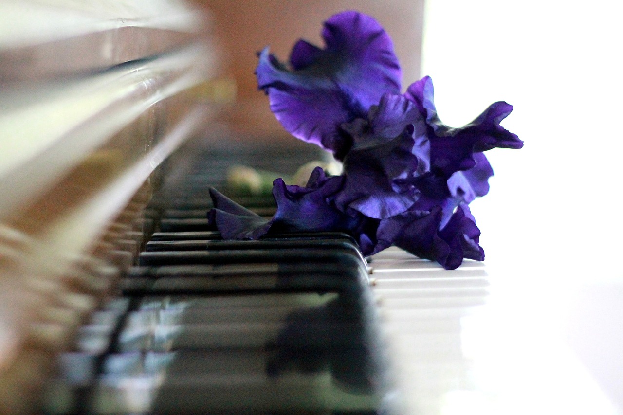 piano iris on piano piano keys free photo