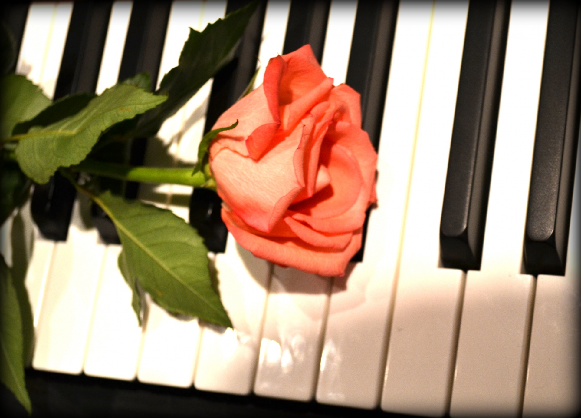 rose piano flower free photo