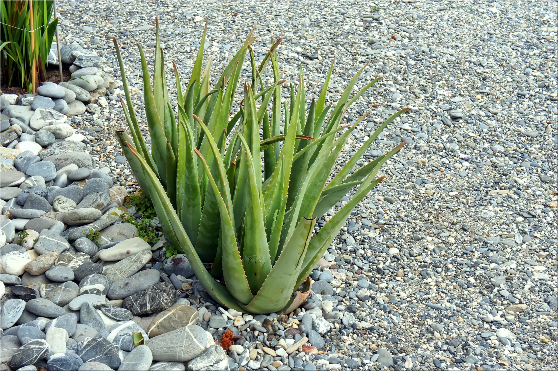 succulent plant green gravel free photo