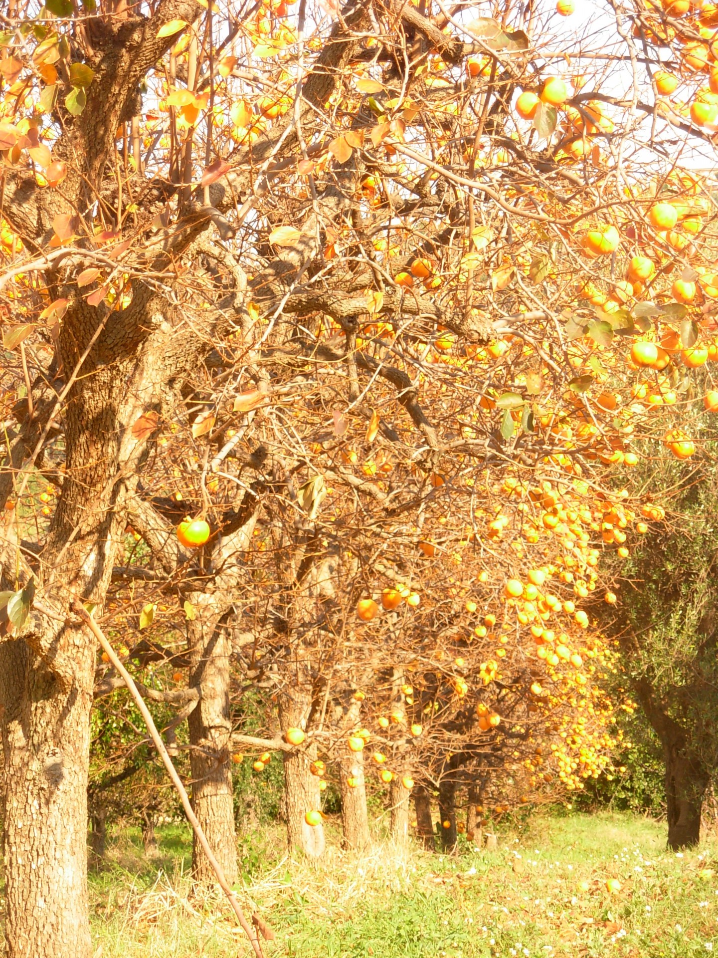 nature autumn fruit free photo