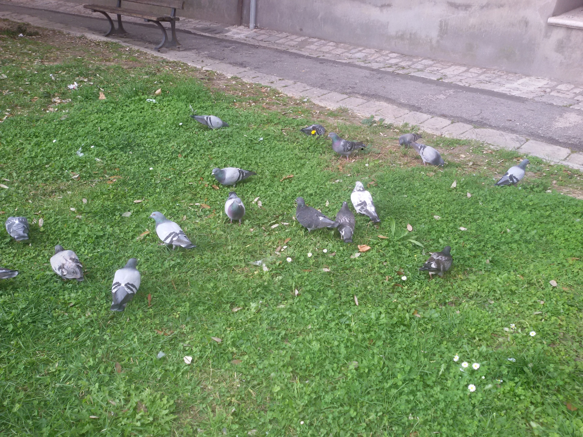 pigeons city park free photo