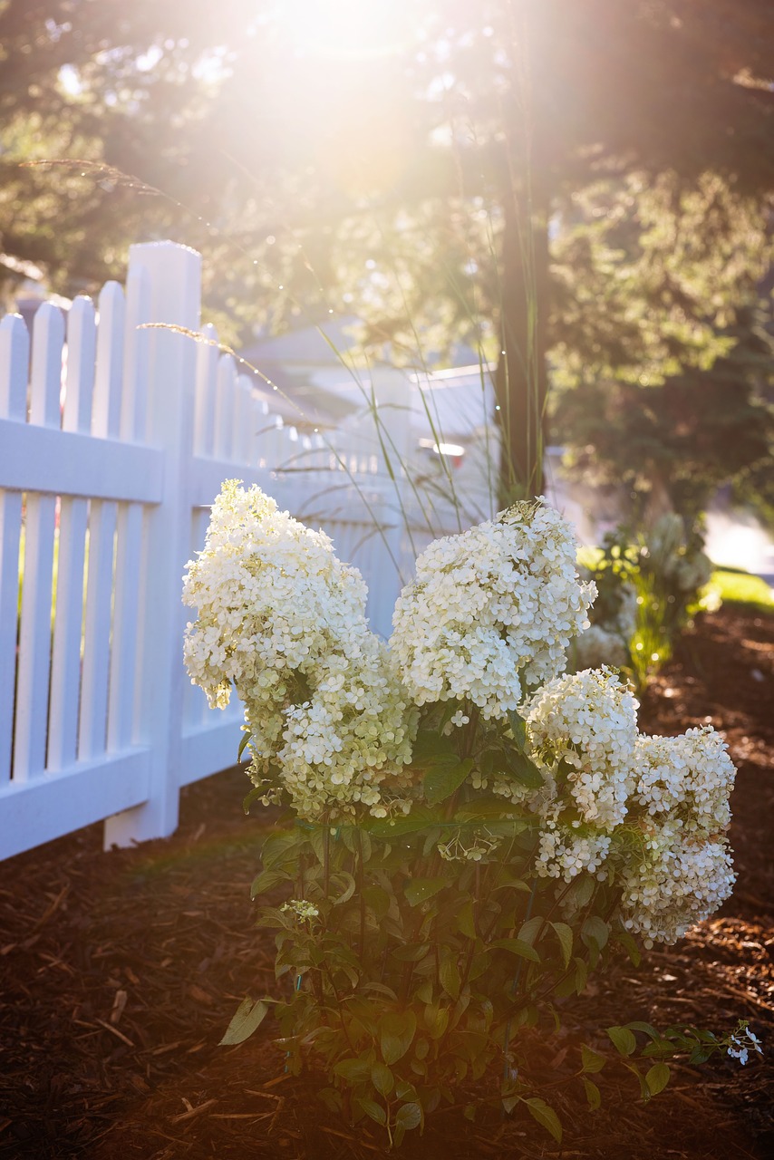 picket fence white flower free photo