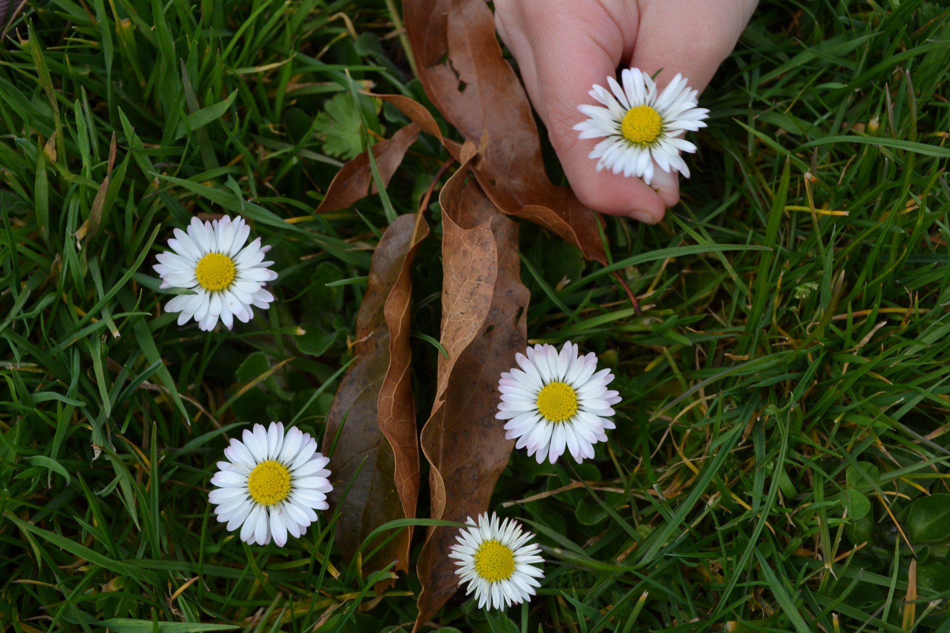 daisies grass leaves free photo