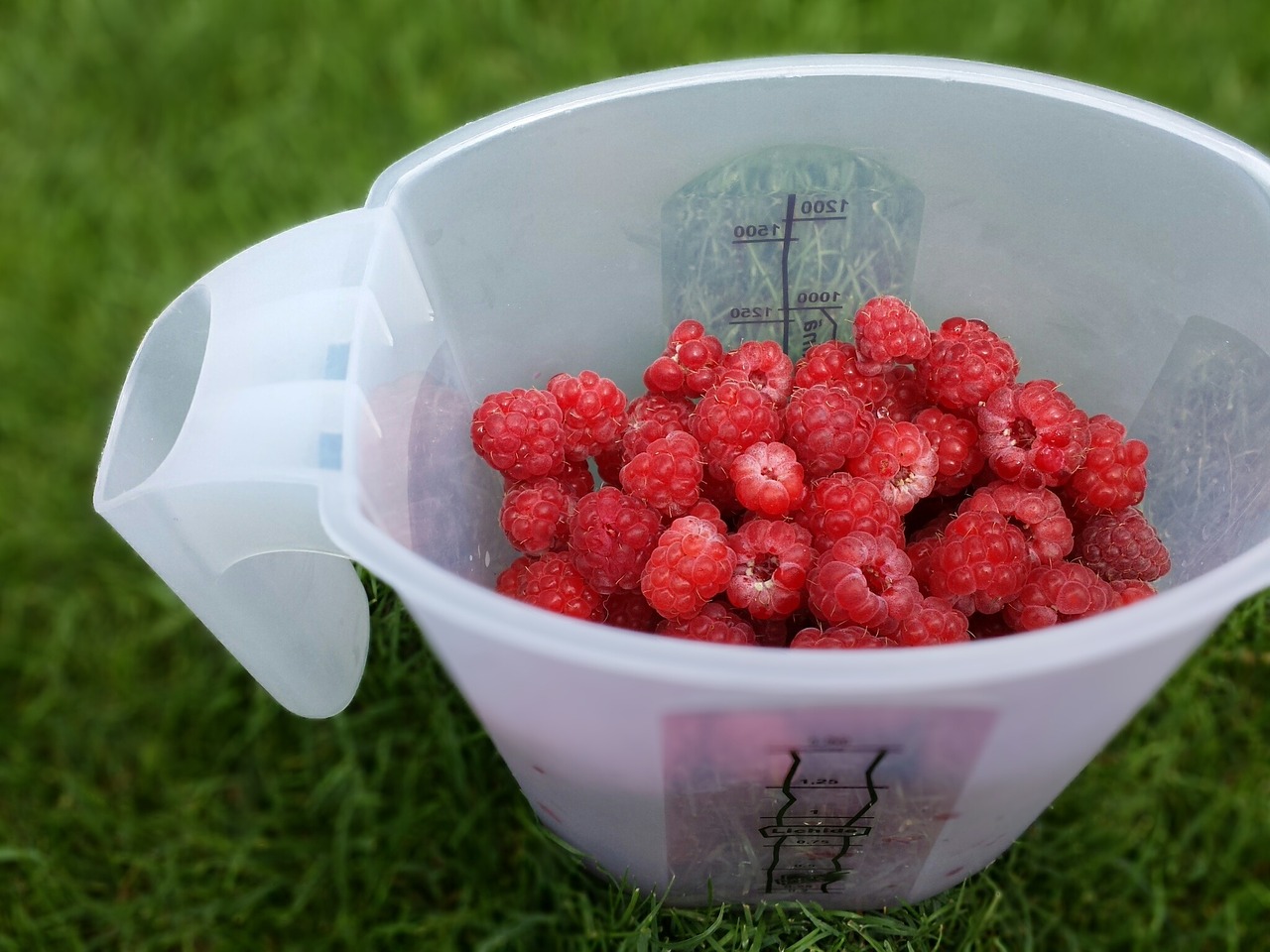 picnic fruits raspberries free photo