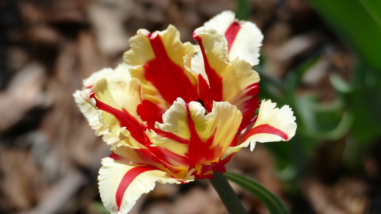 picnic  botanical garden  may holidays free photo