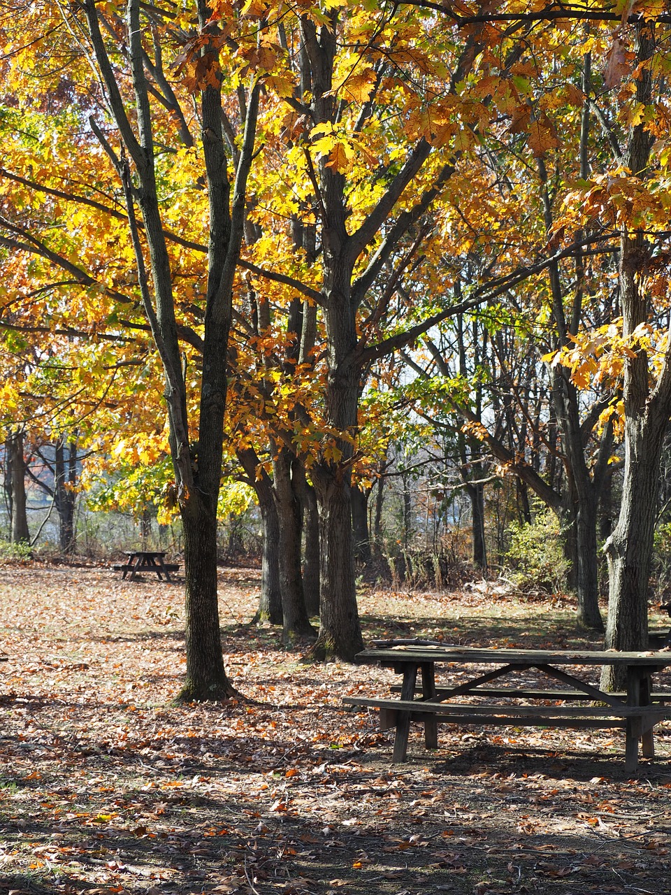 picnic table fall autumn free photo