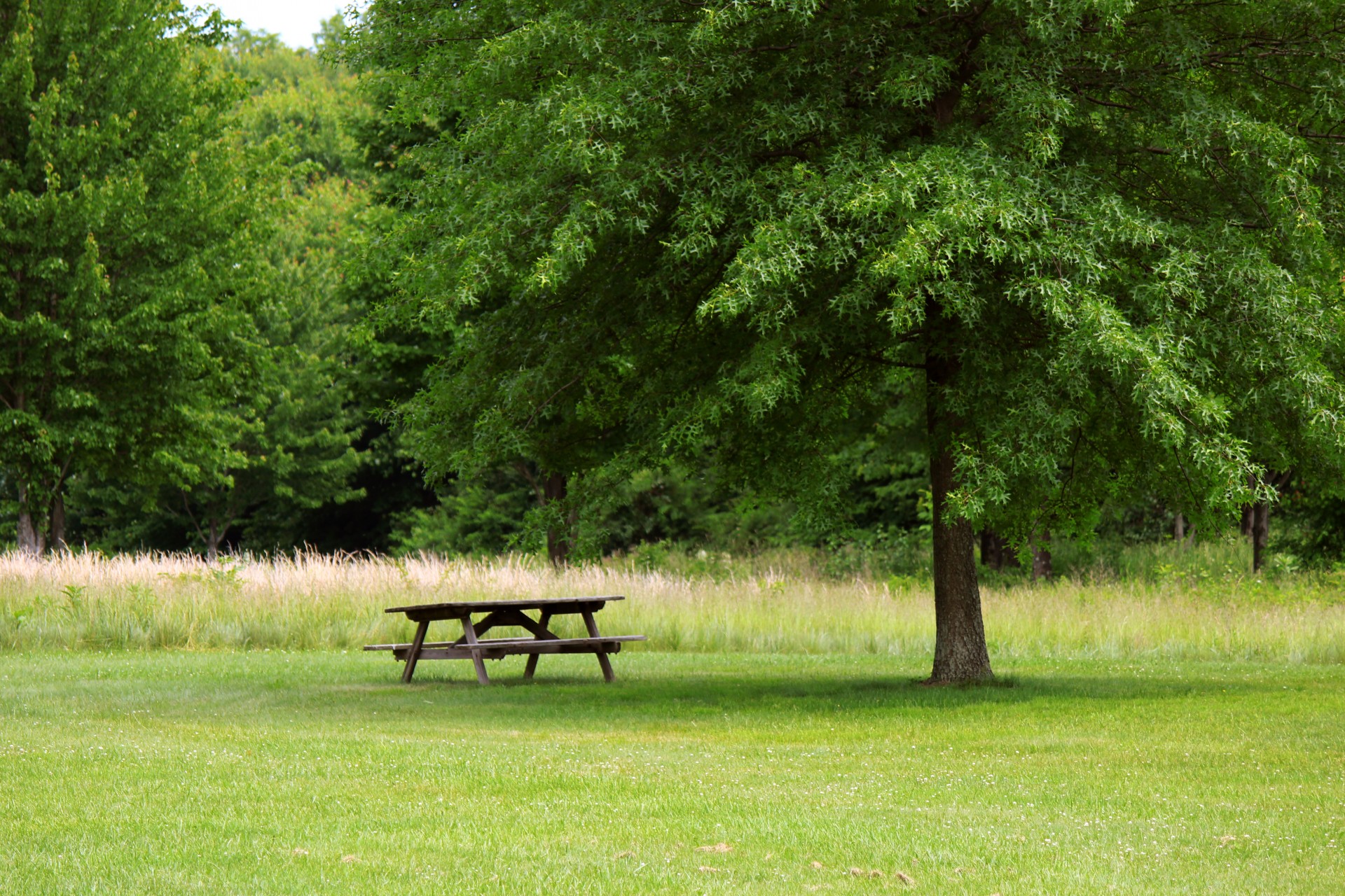 picnic picnic table tree free photo