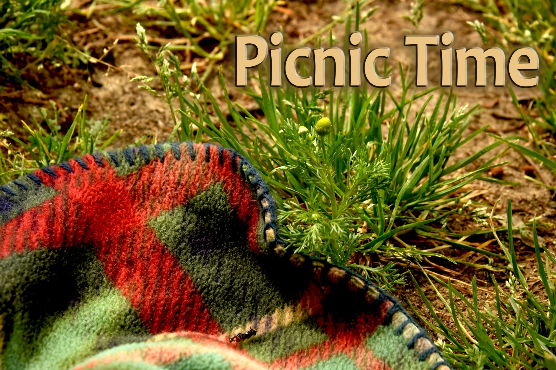 picnic summer spring free photo