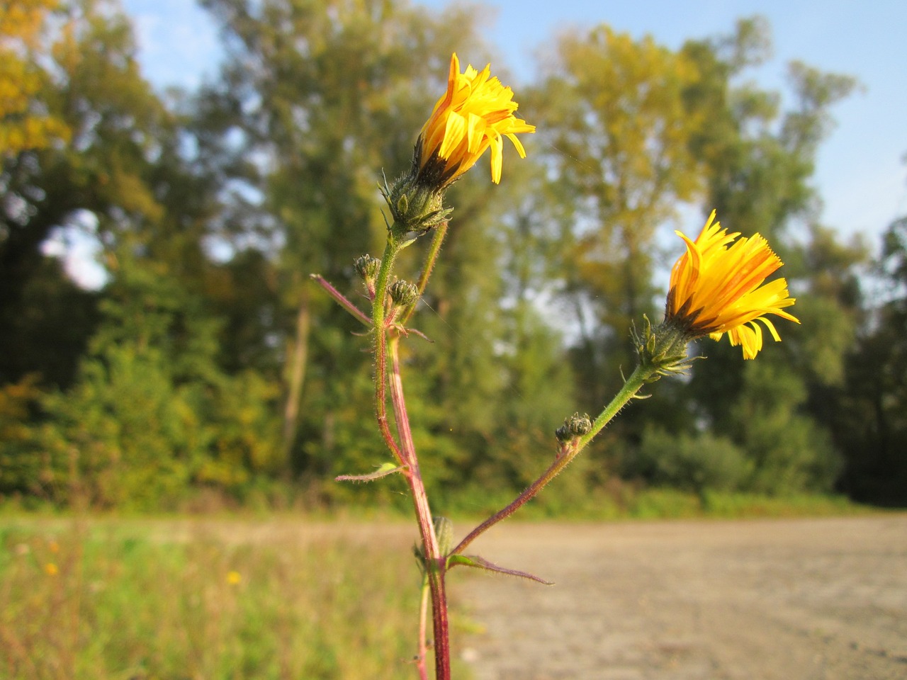 picris hieracioides hawkweed oxtongue daisy free photo