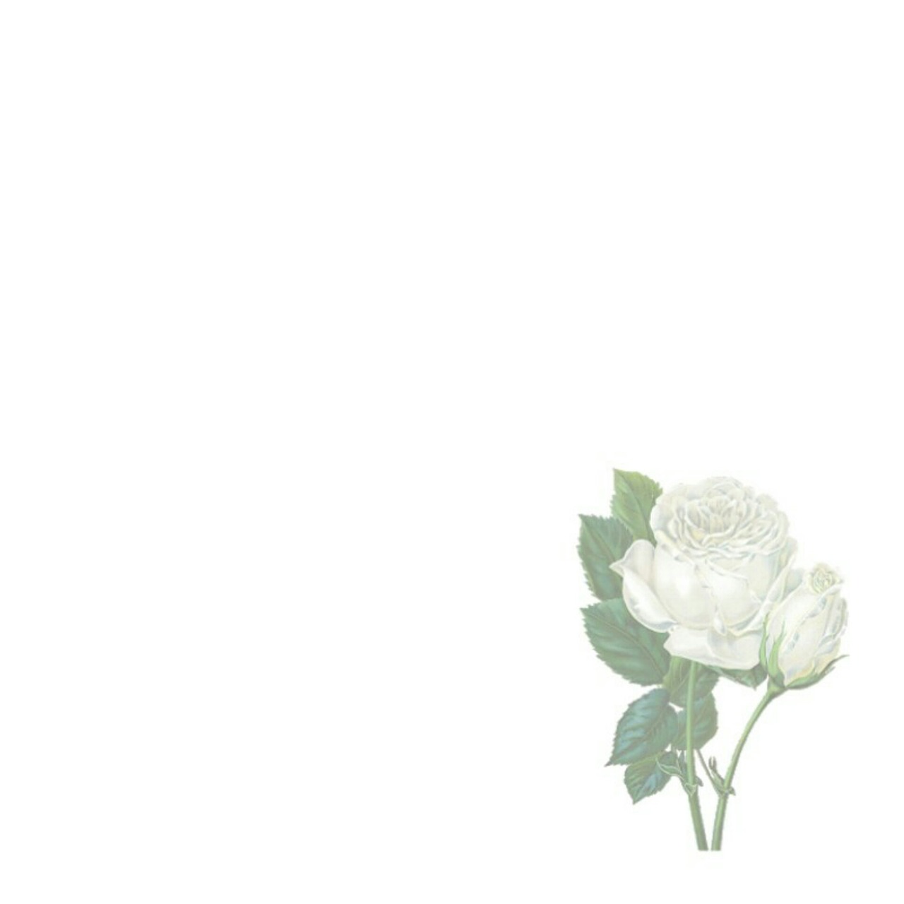 picture background rose free photo