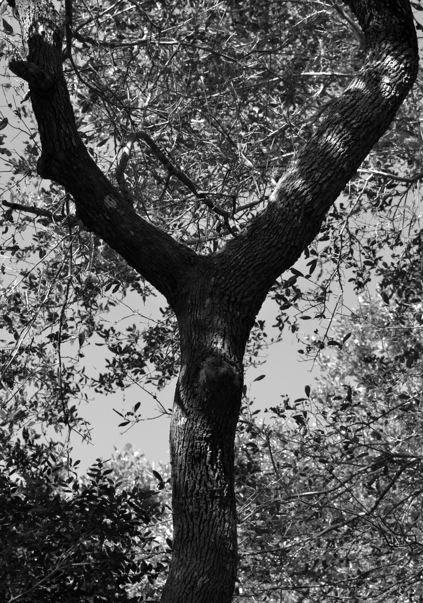 tree branch letter y alphabet free photo
