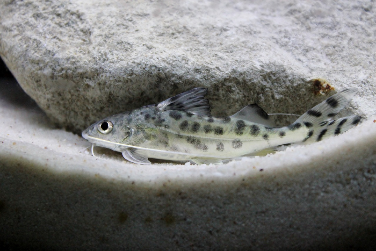 pictus catfish aquatic free photo