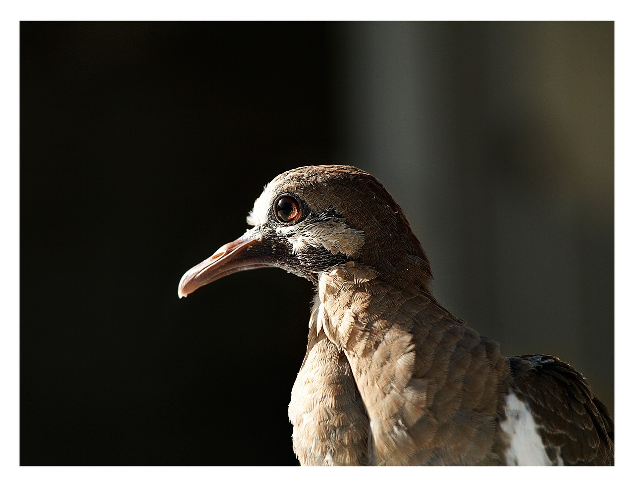 pidgeon eye bird free photo