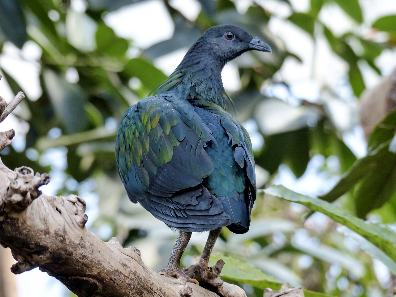 pidgeon blue green free photo