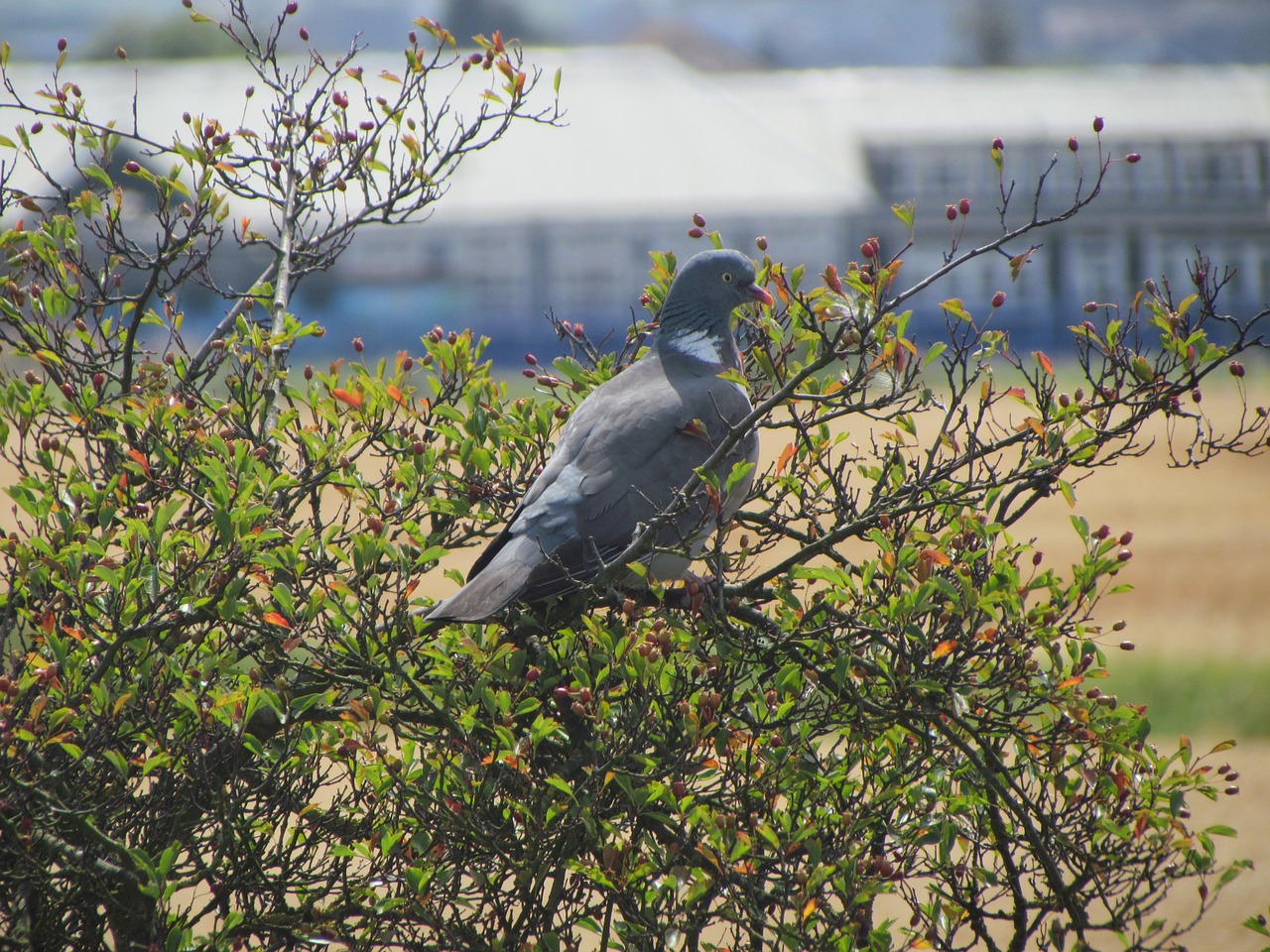 pidgeon bird perched free photo