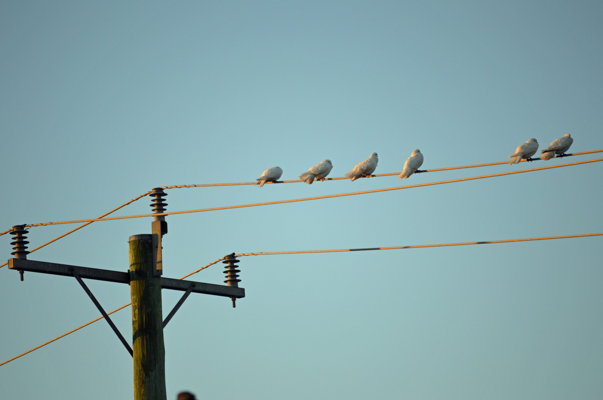 pigeon pigeons wildlife free photo