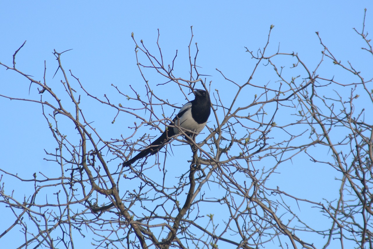 pie bird tree free photo