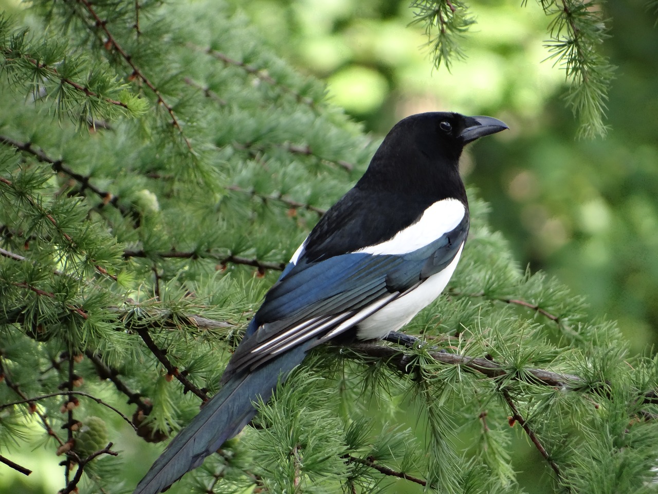 pie bird tree free photo