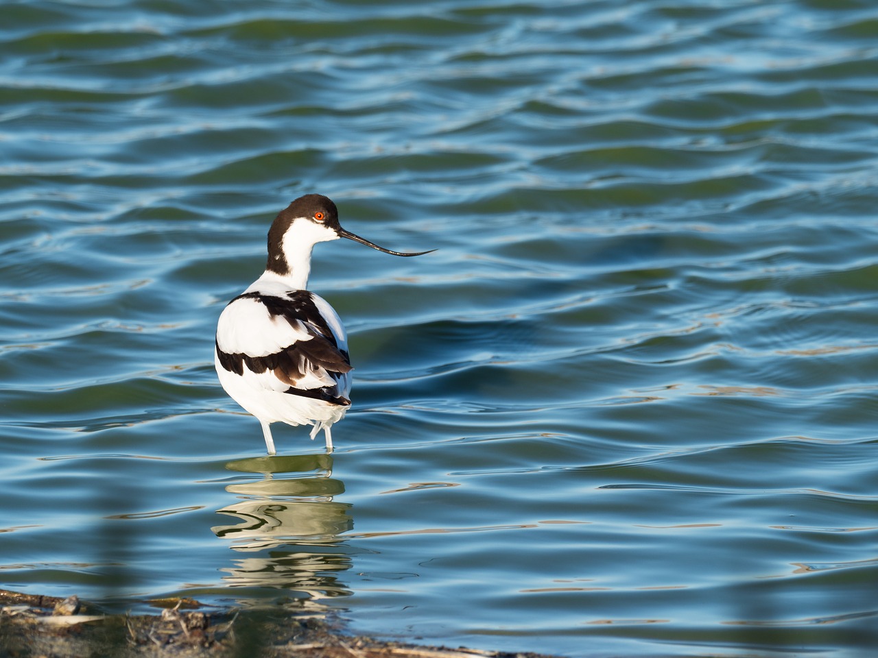 pied avocet bird avian free photo