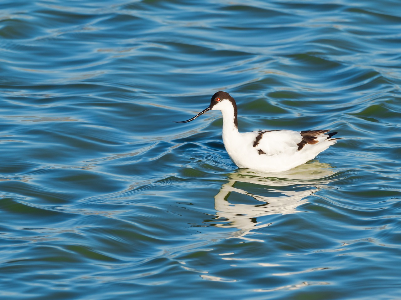 pied avocet bird avian free photo