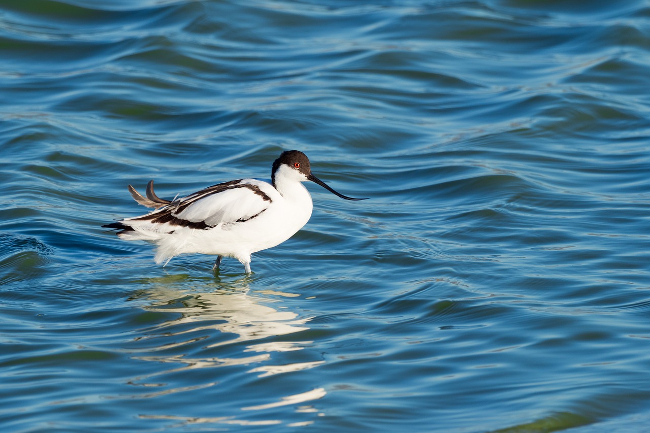 pied avocet wading eye looking free photo