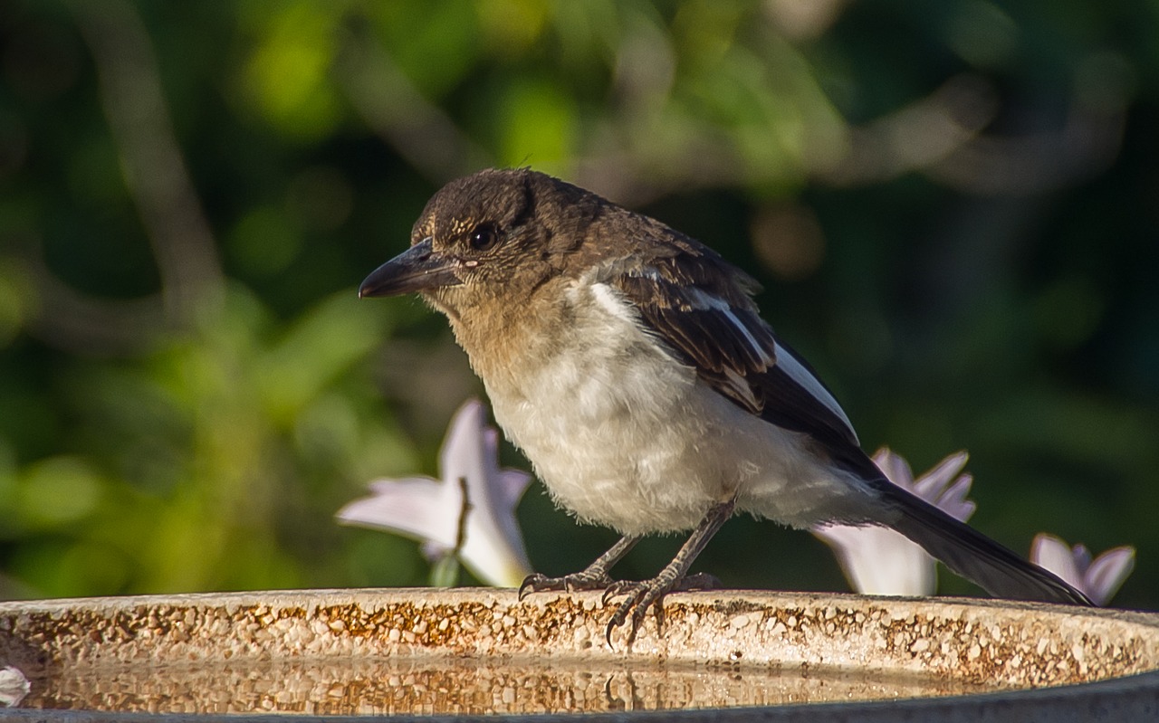 pied butcherbird butcherbird young free photo