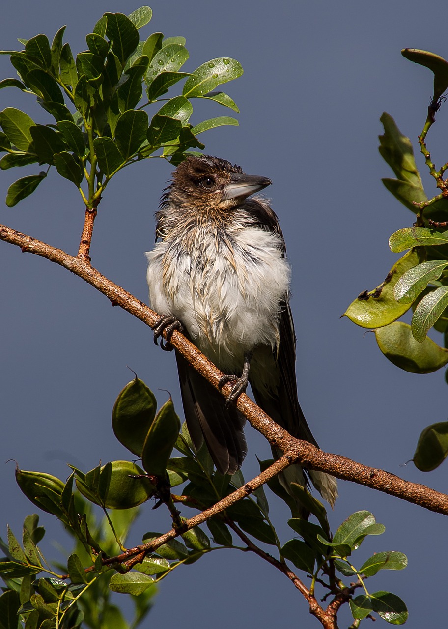 pied butcherbird butcherbird baby free photo