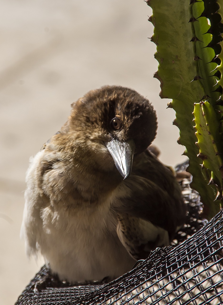 pied butcherbird butcherbird young free photo