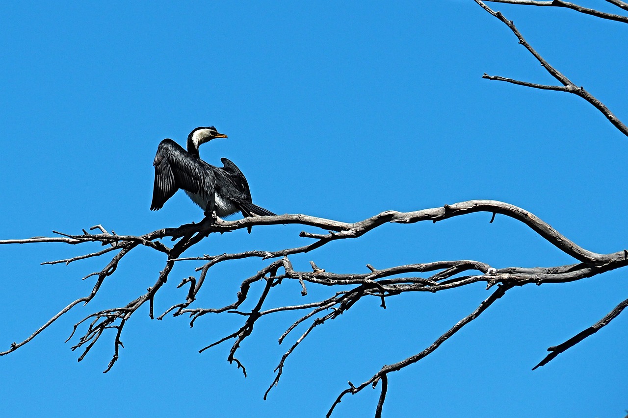 pied cormorant bird black free photo