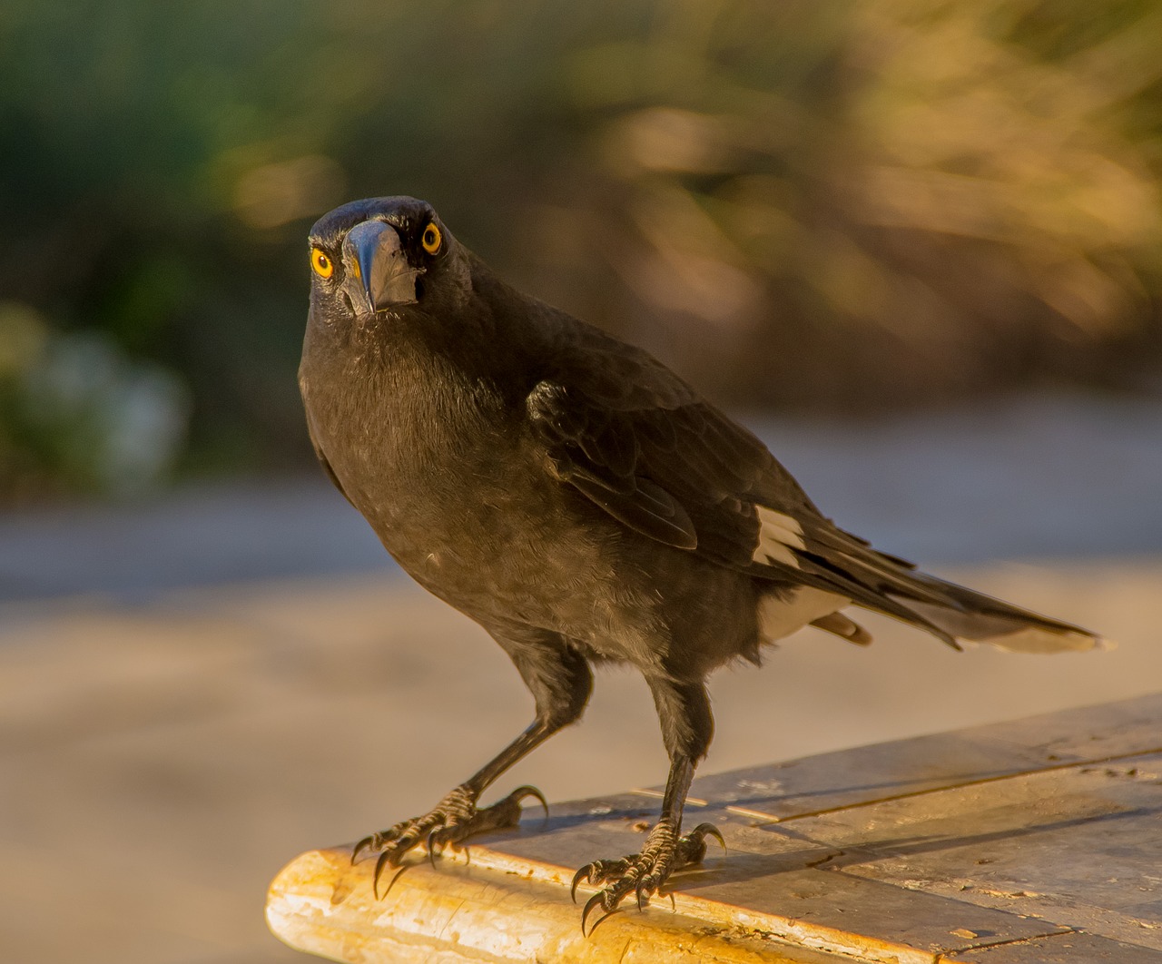 pied currawong  strepera graculina  bird free photo