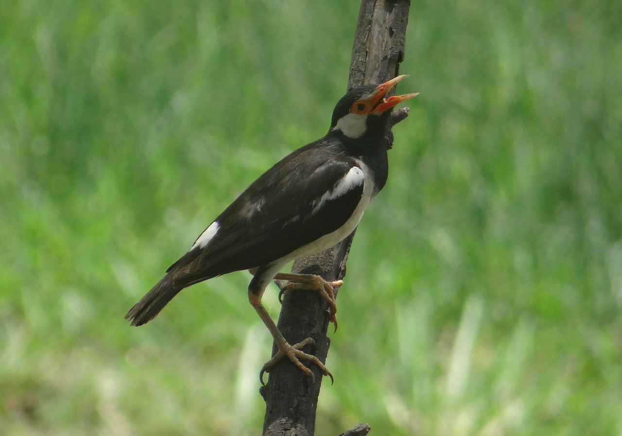 pied myna starling asian pied starling free photo