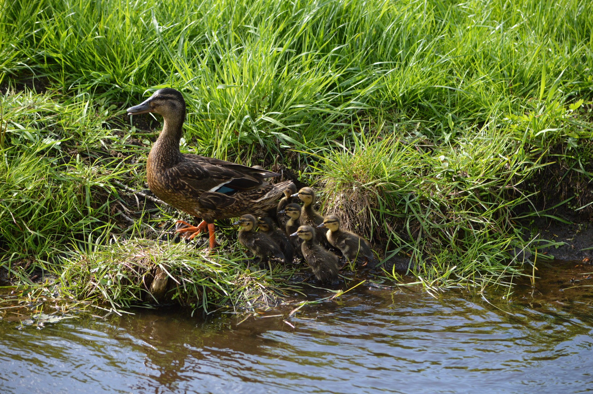 duck water water bird free photo