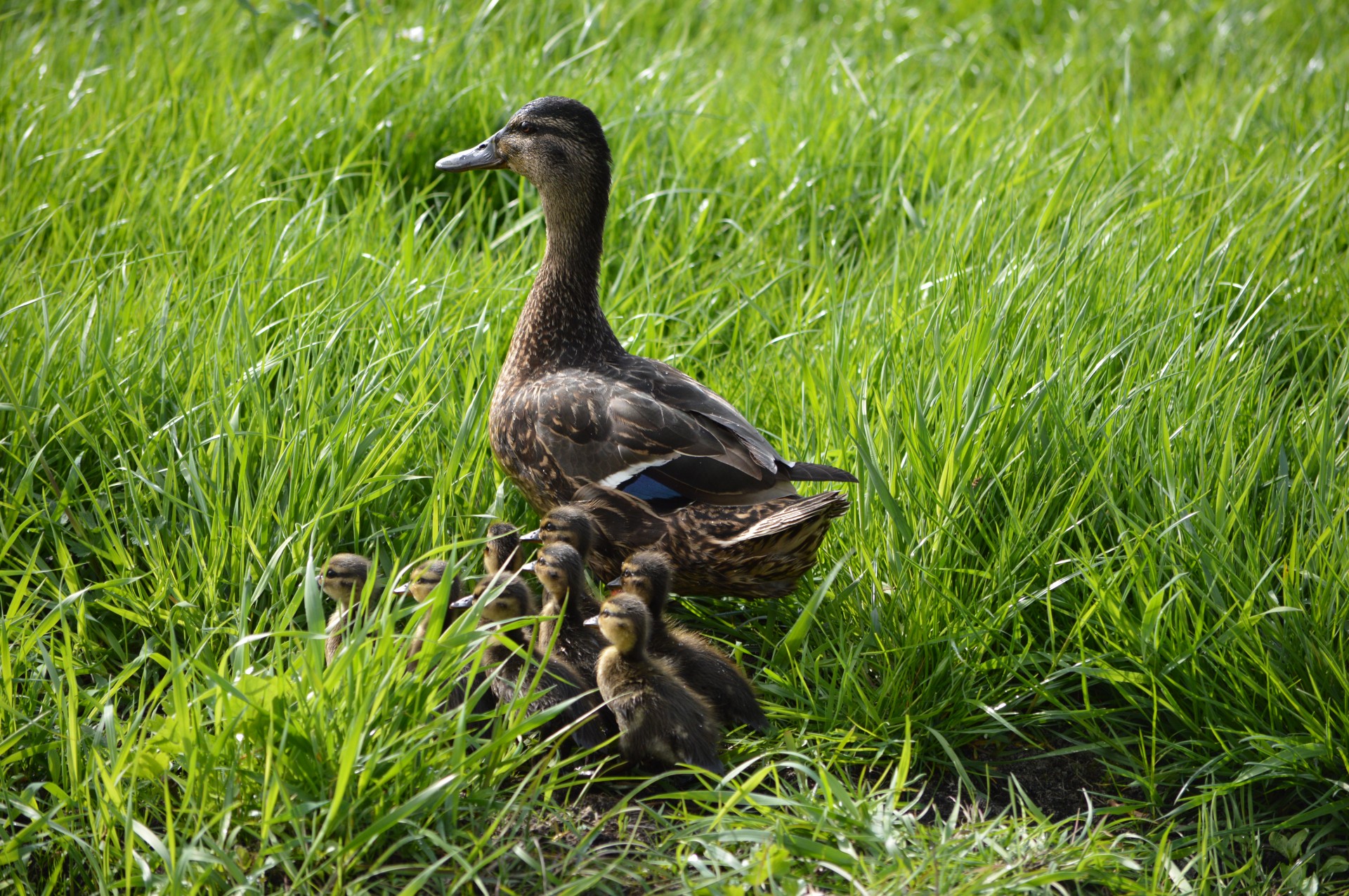 duck water water bird free photo