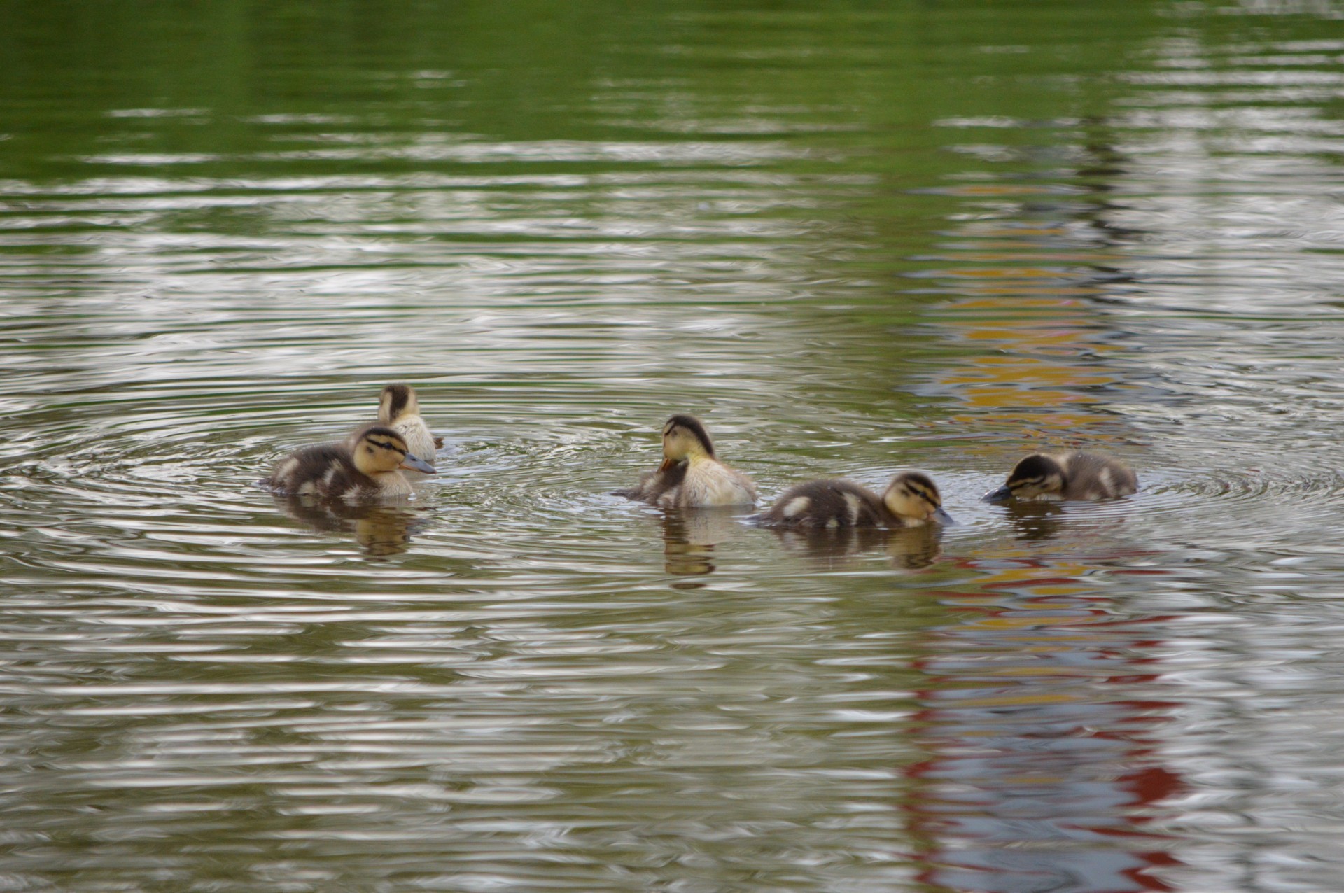 duck ducks water free photo