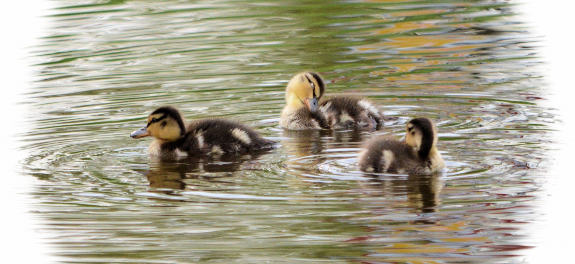 duck ducks water free photo