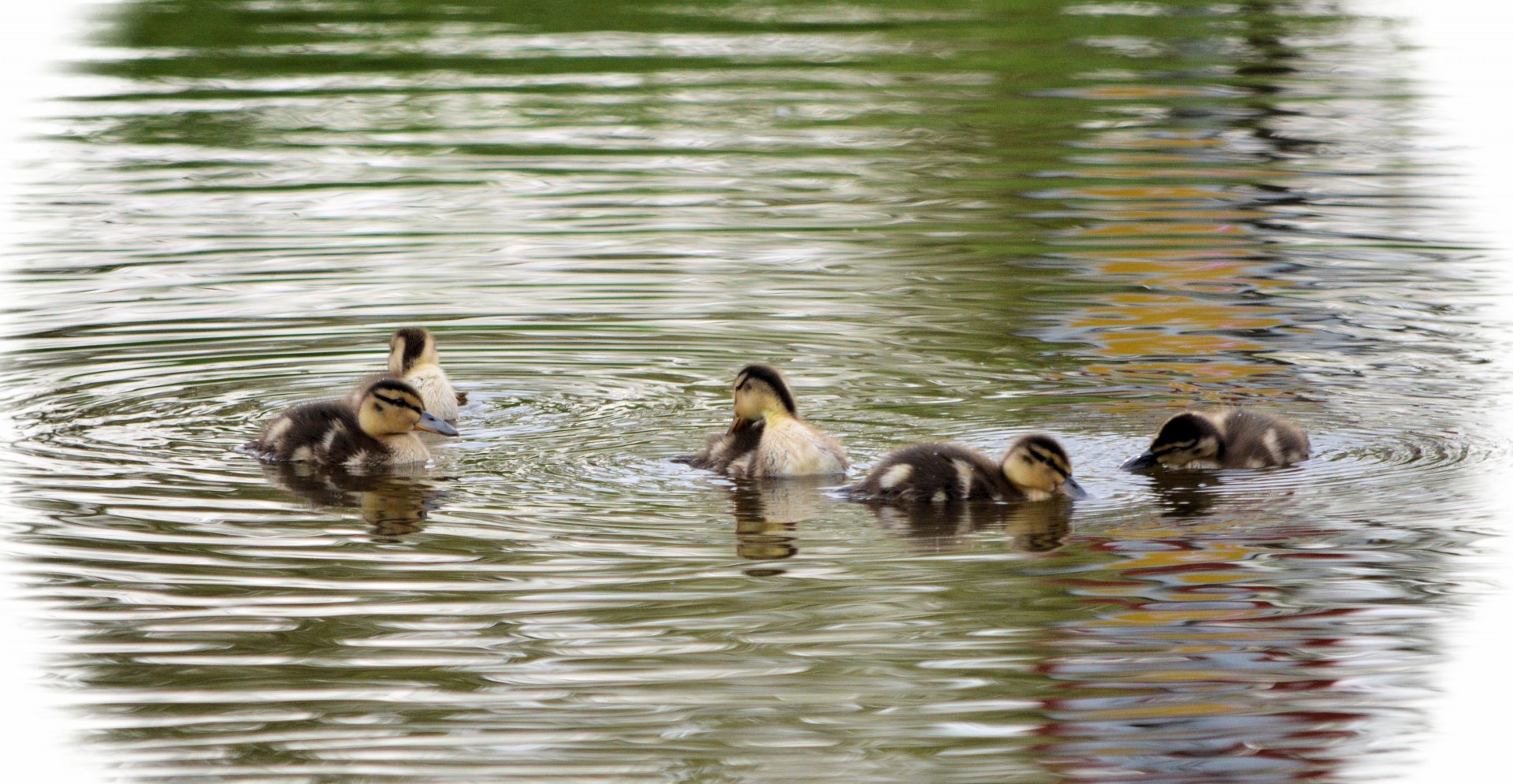 duck ducks water free photo