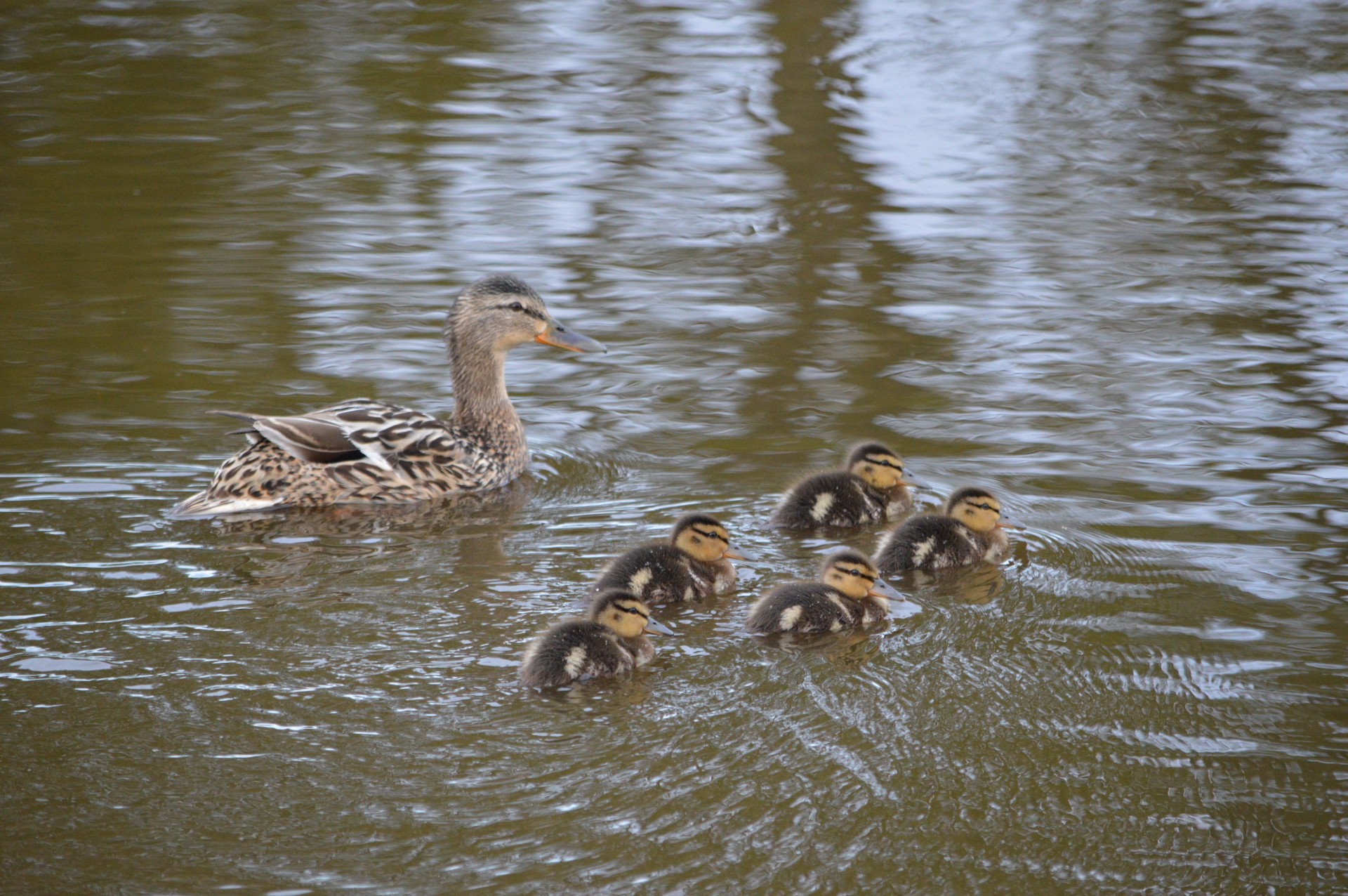 duck ducks water free photo