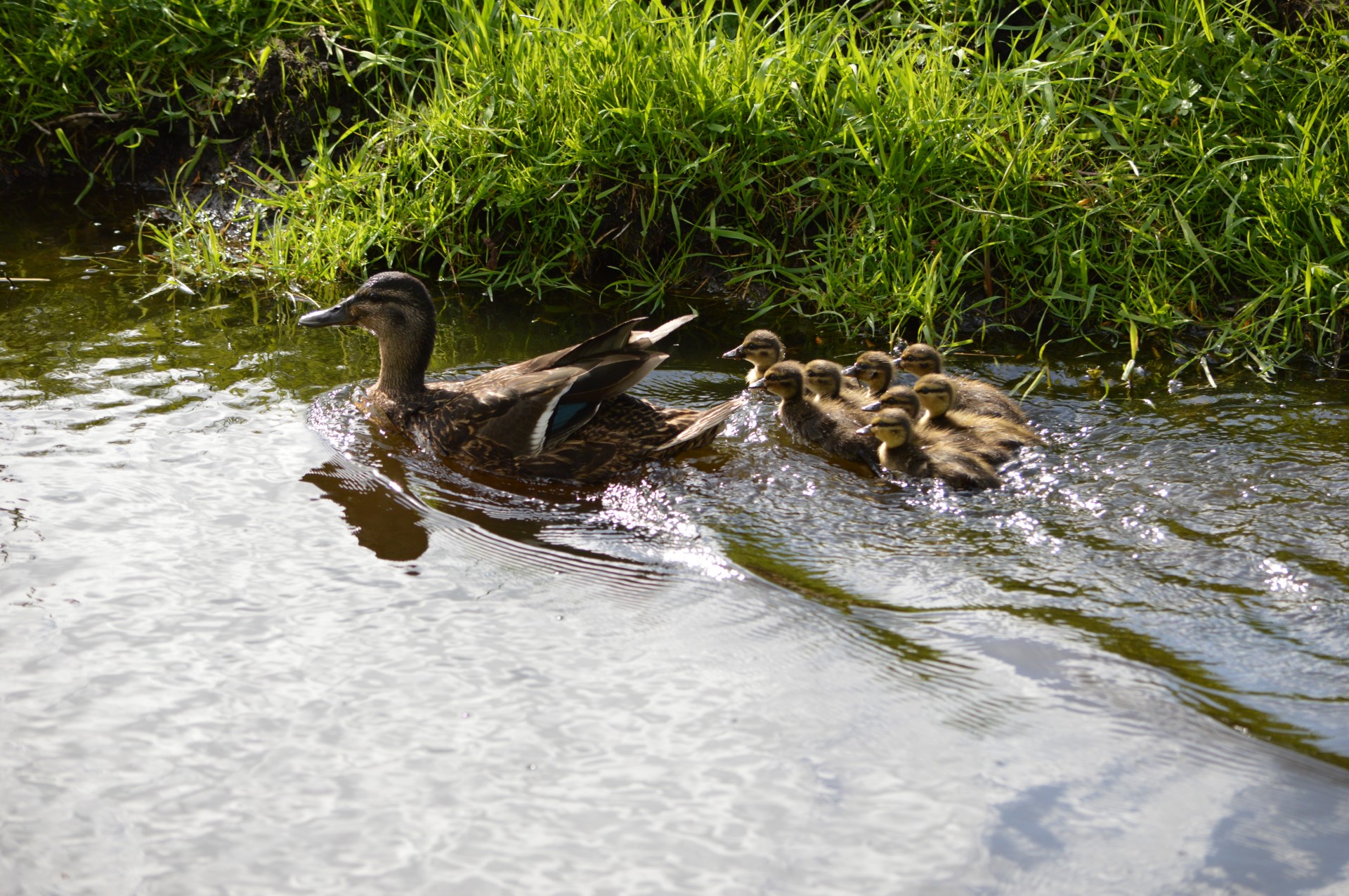 duck water water bird free photo