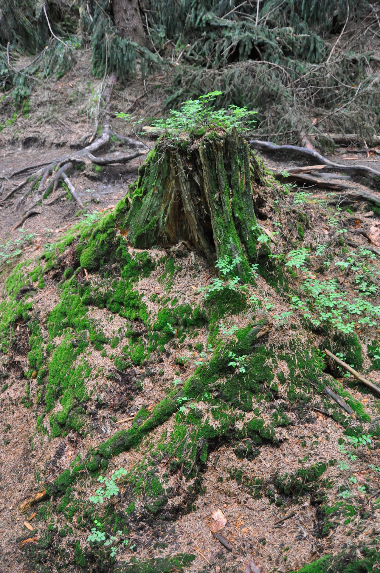 trunk forest moss free photo