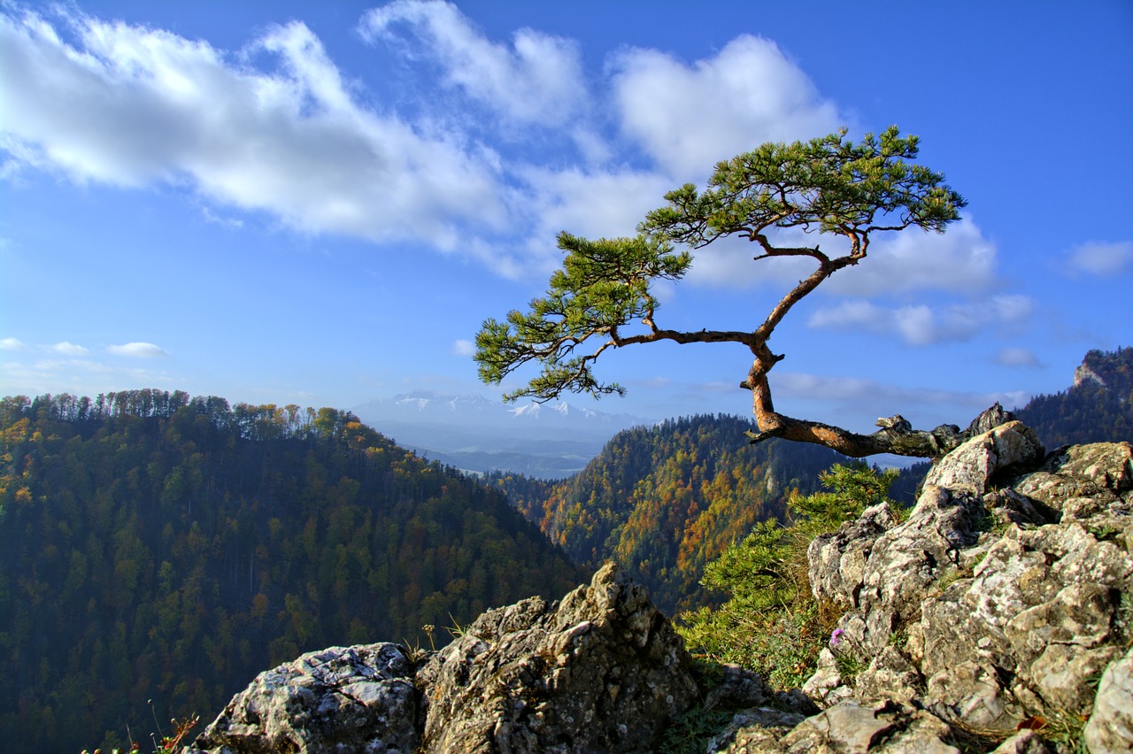 pieniny pine mountains free photo