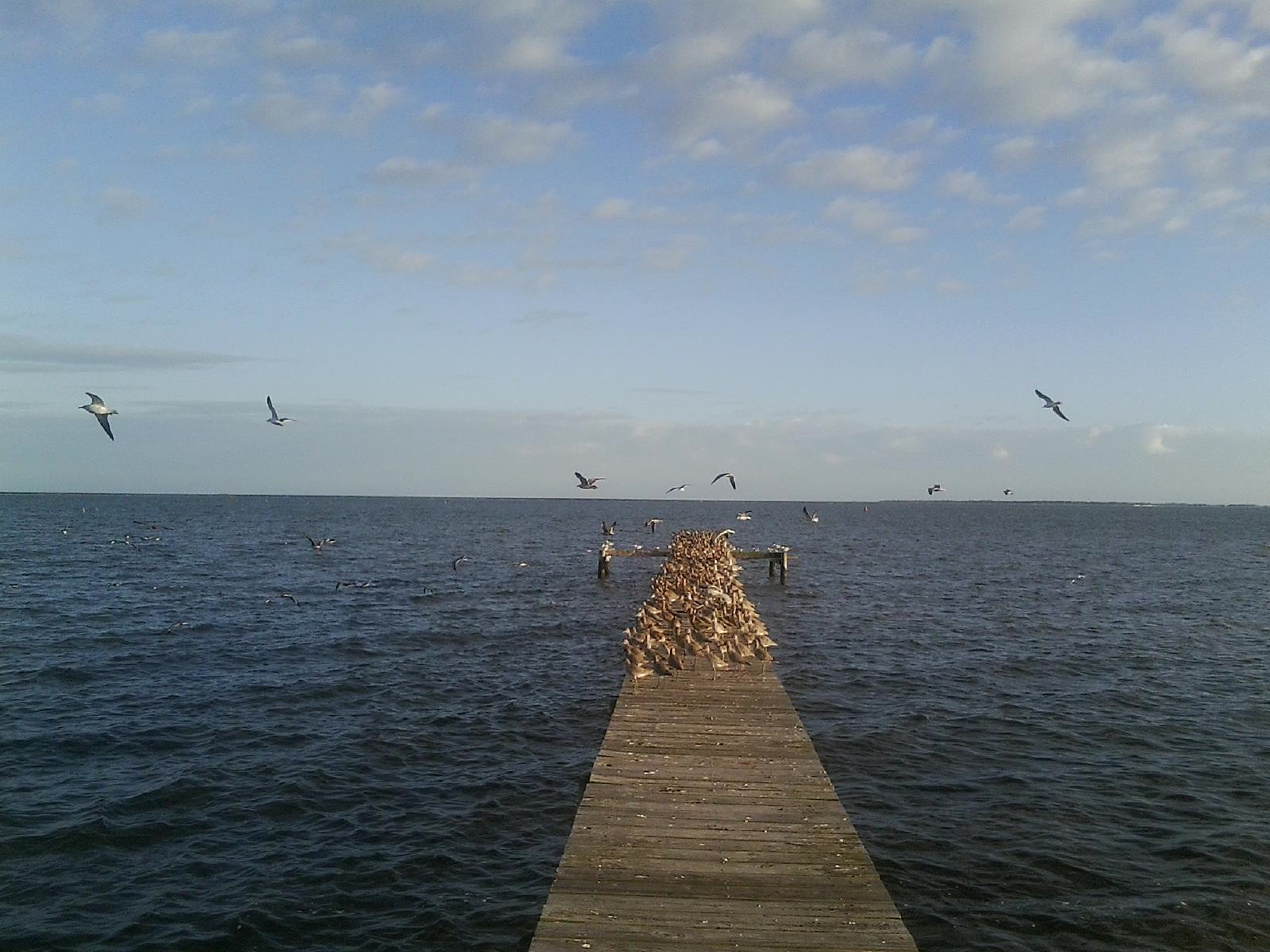 pier seabirds gulls free photo