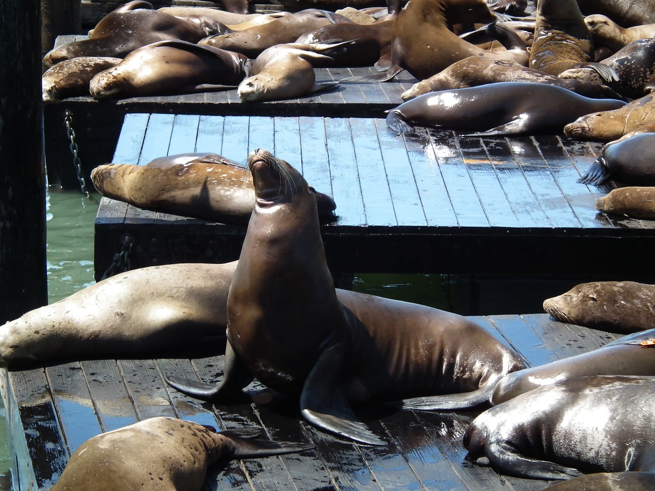 piere 39 usa sea lions free photo