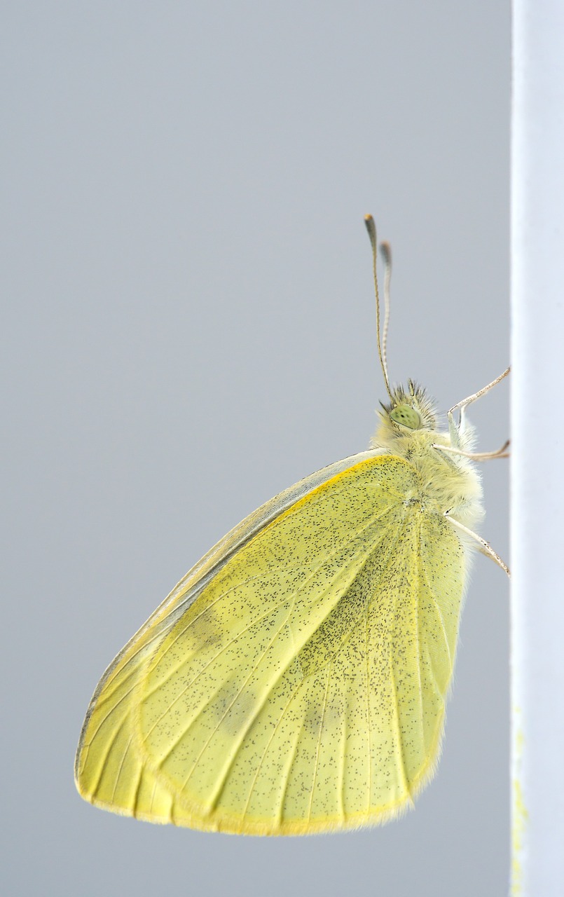 pieres rapae butterfly small cabbage white ling free photo
