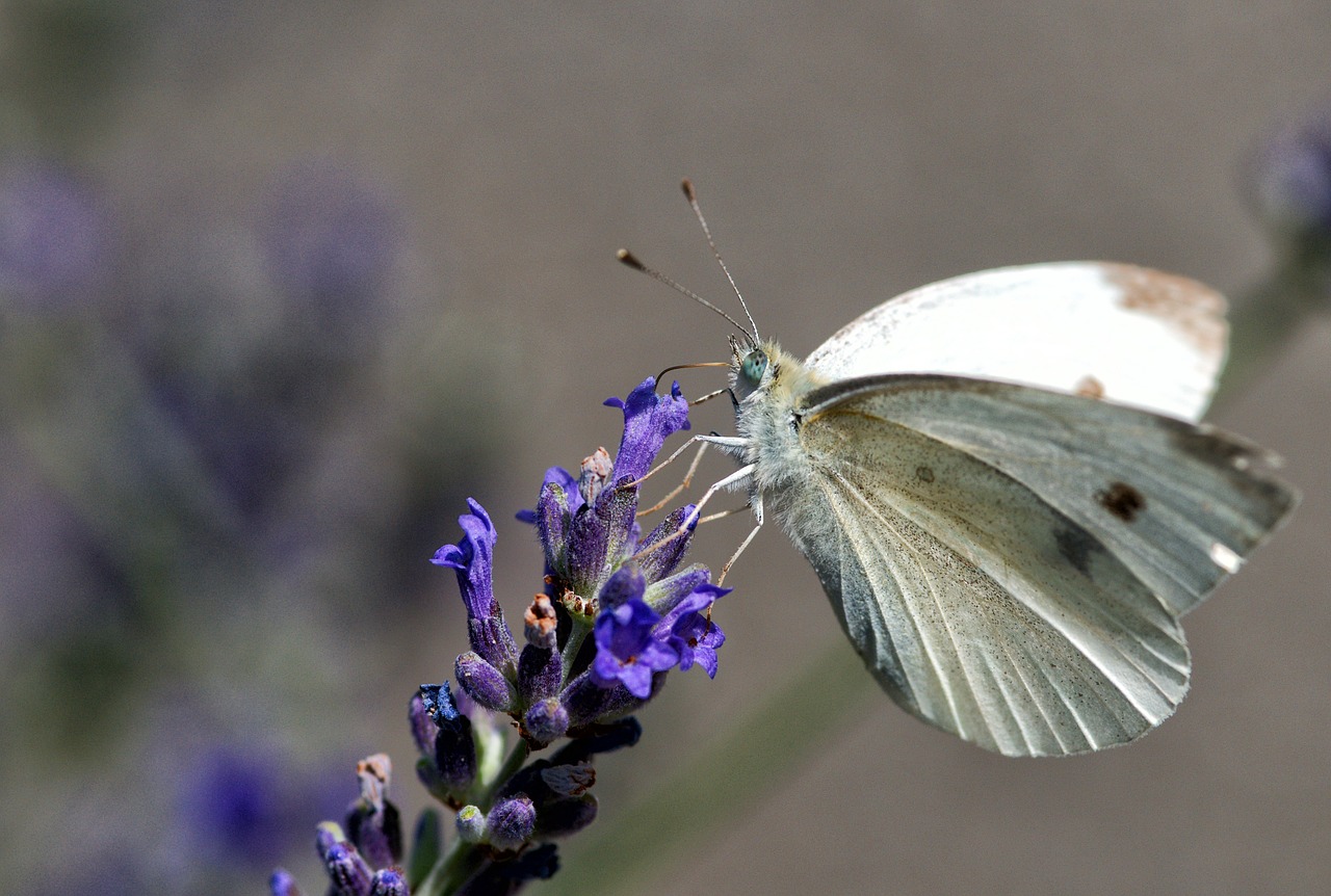 pieride rave butterfly insect free photo