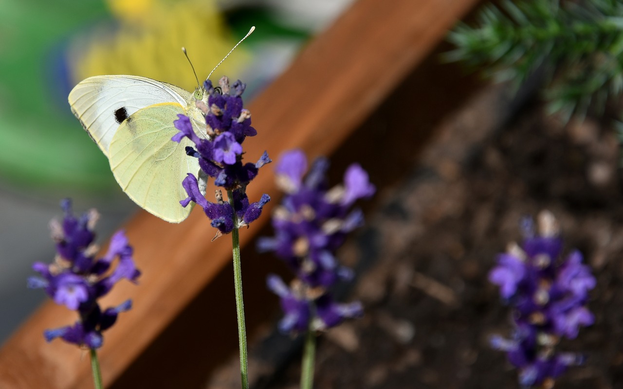 pieris brassicae  butterfly  white free photo