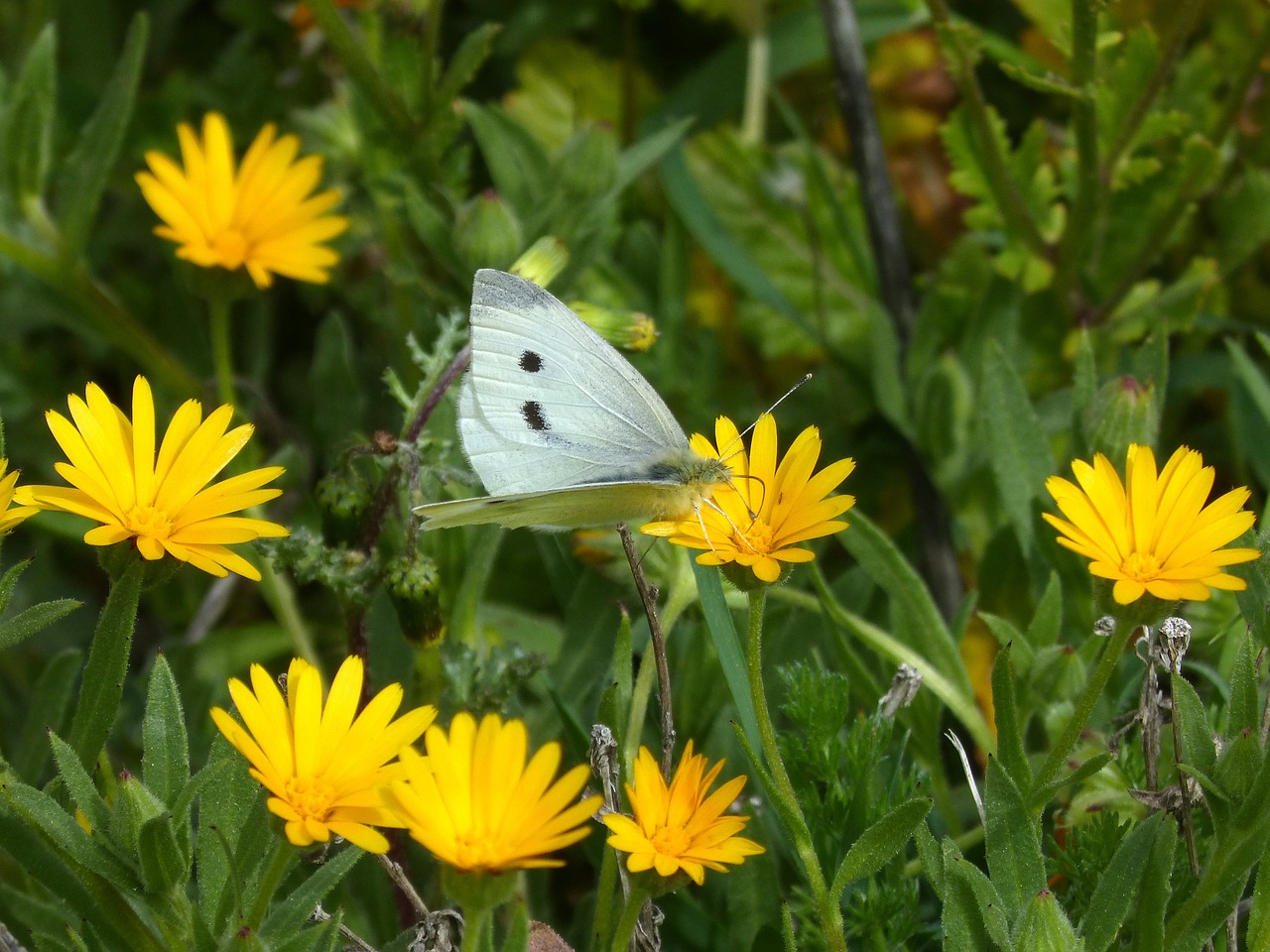 pieris rapae blanquita of cabbage butterfly free photo