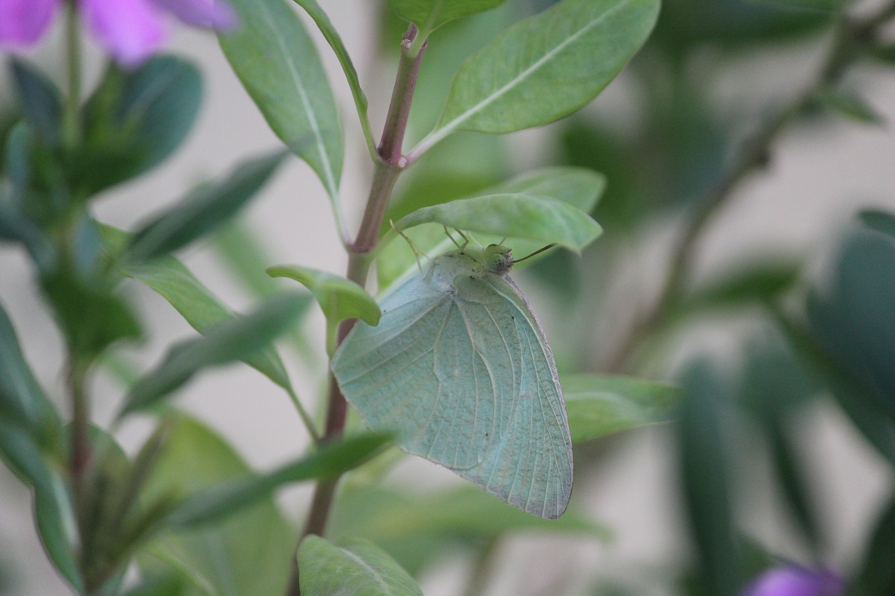 pieris rapae butterfly green free photo