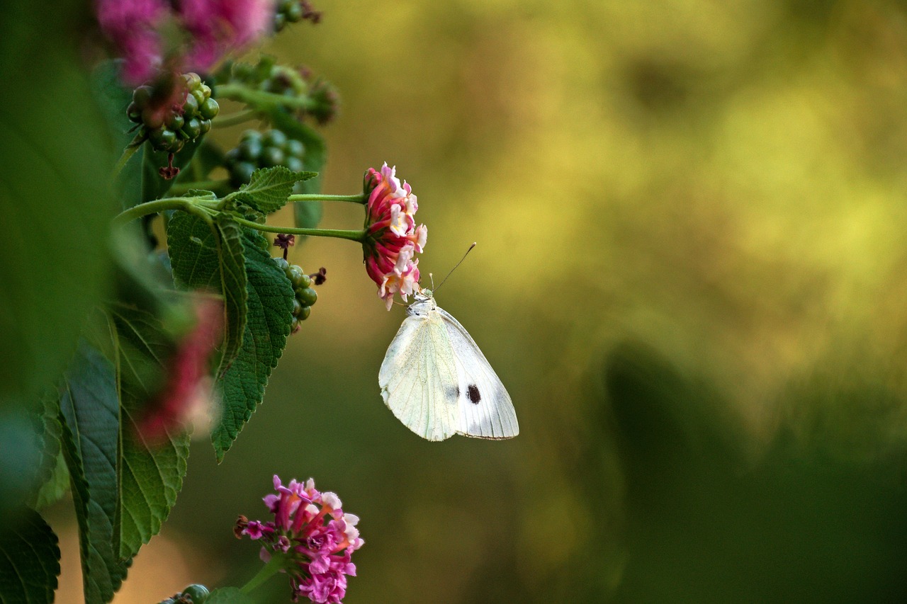 pieris rapae  butterfly  the large cabbage white lesser free photo