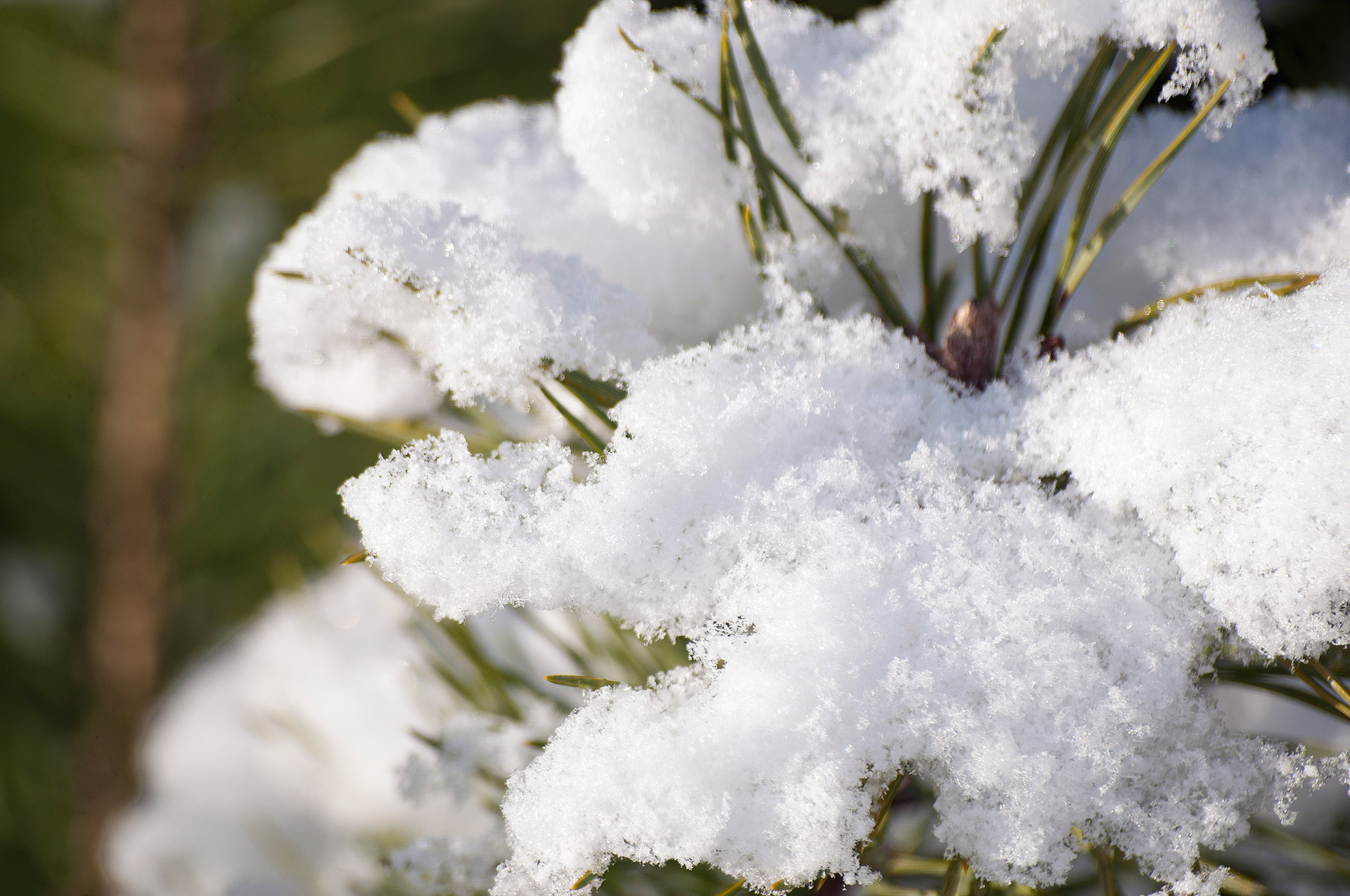 snow winter olsztyn free photo