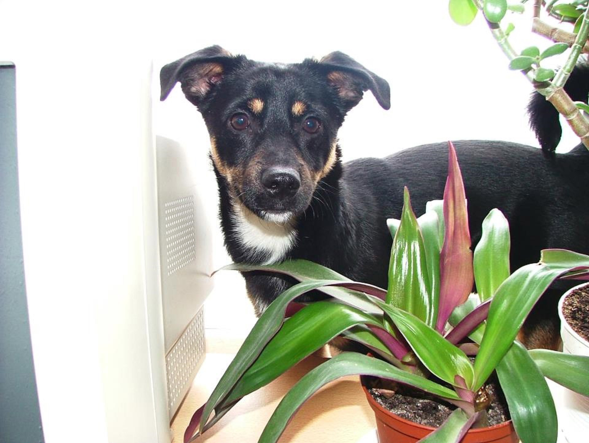 dog plant flower free photo